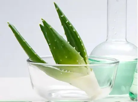 plante aloe vera 